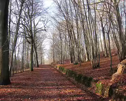 PXL000 REPÉRAGES - Forêt de Ste-Apolline